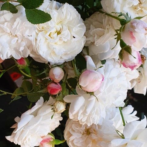 Pruning my roses today and dreaming of Spring. It'll be here before we know it! 🌱💗
•
•
•
•
•
 #farmerflorist #floralinspo #florallove #floralstyling #eventflorist #floristsofinstagram #flowerinspiration #weddingfloral #instaflorist #localflorist⁠
#flowerarrangements #engagedcouple #newlyengaged⁠
#allthingsbotanical #nzwedding #nzbride #papamoa⁠
#bayofplenty #tauranga #newzealandwedding⁠
#beautifulbay #bopweddings #taurangaweddings⁠
#mountmaunganui #taurangaflorist #mountflorist #bayofplentyweddings #wedding2023